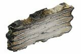 Mammoth Molar Slice With Case - South Carolina #106513-2